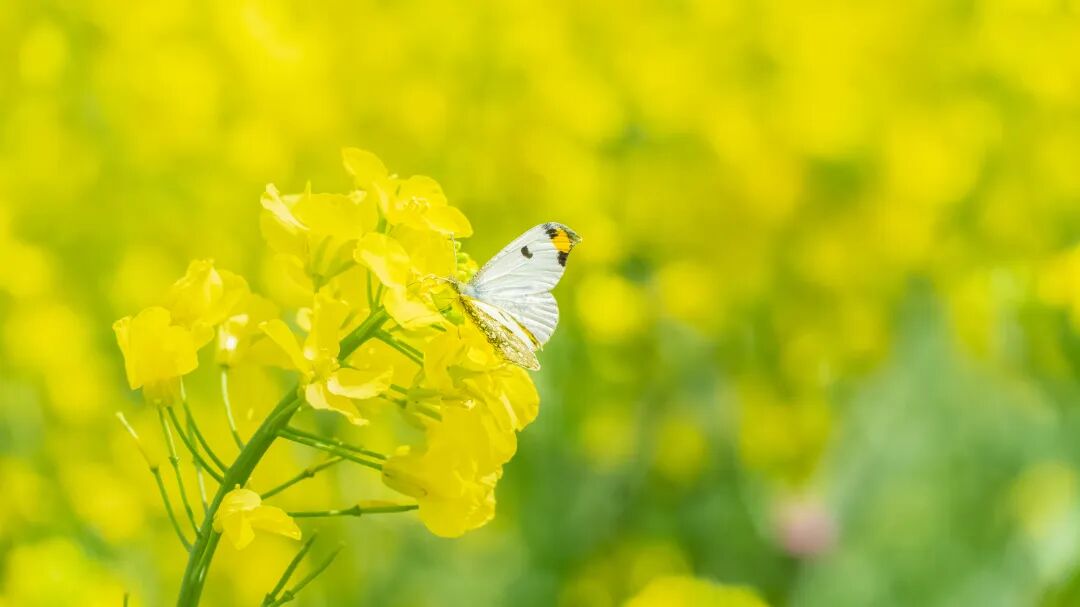 摄图网_507730168_春天油菜花上的蝴蝶(非企业商用).jpg