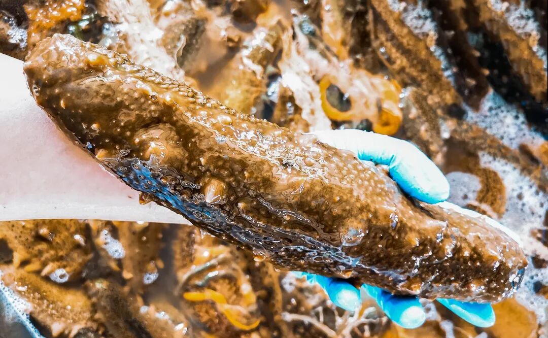 大连蓝岛原加入协会，坚持做中华辽参守护者