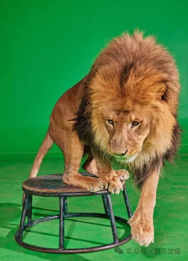 AI取代好莱坞狮子，动物培训行业陷入危机！这是第一个吗？