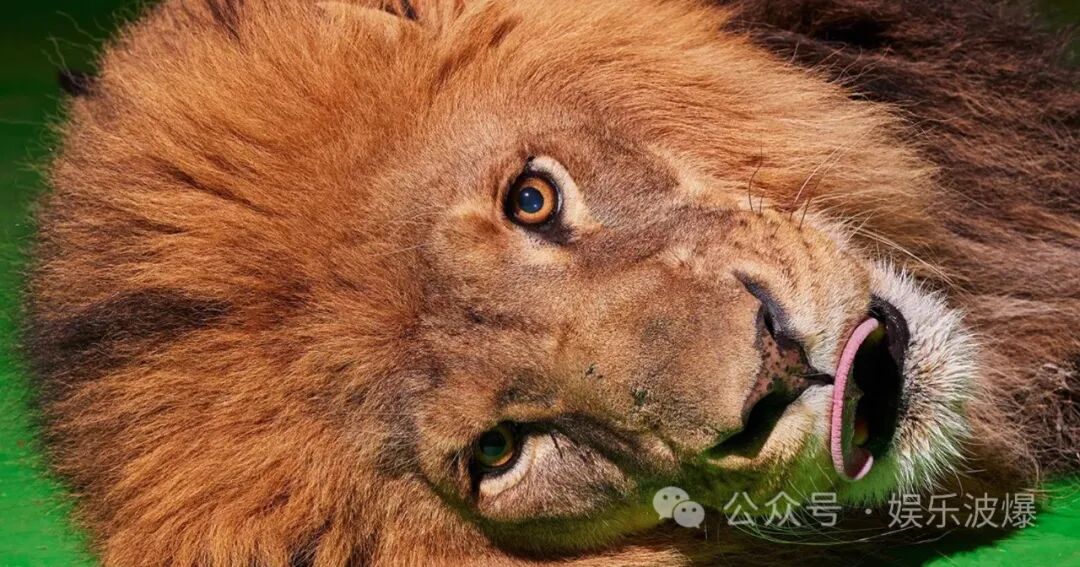 AI取代好莱坞狮子，动物培训行业陷入危机！这是第一个吗？