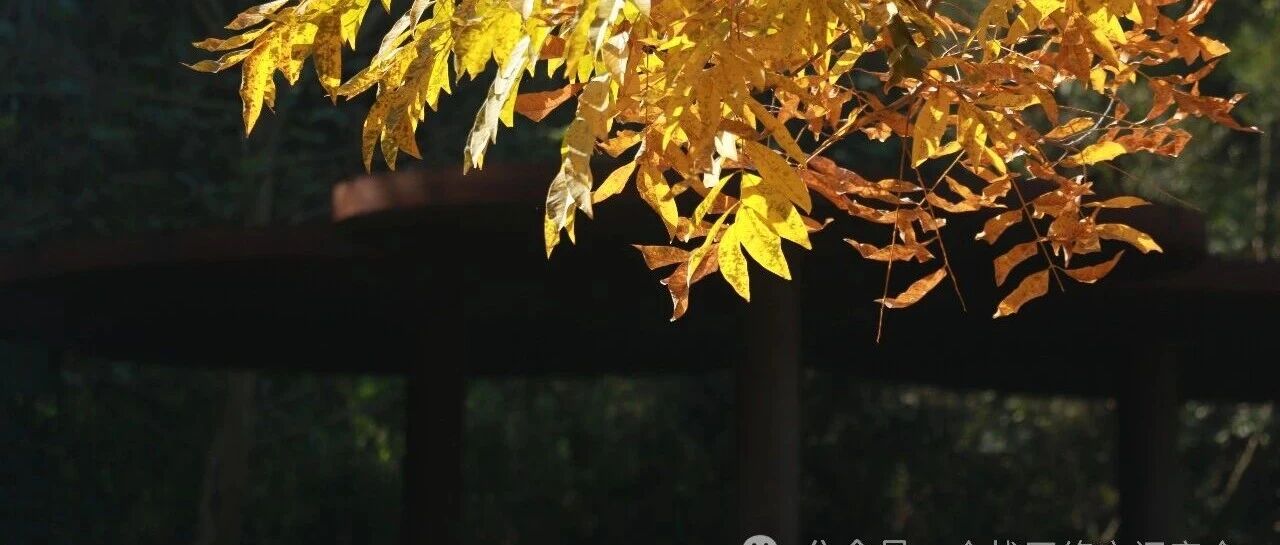cover_image