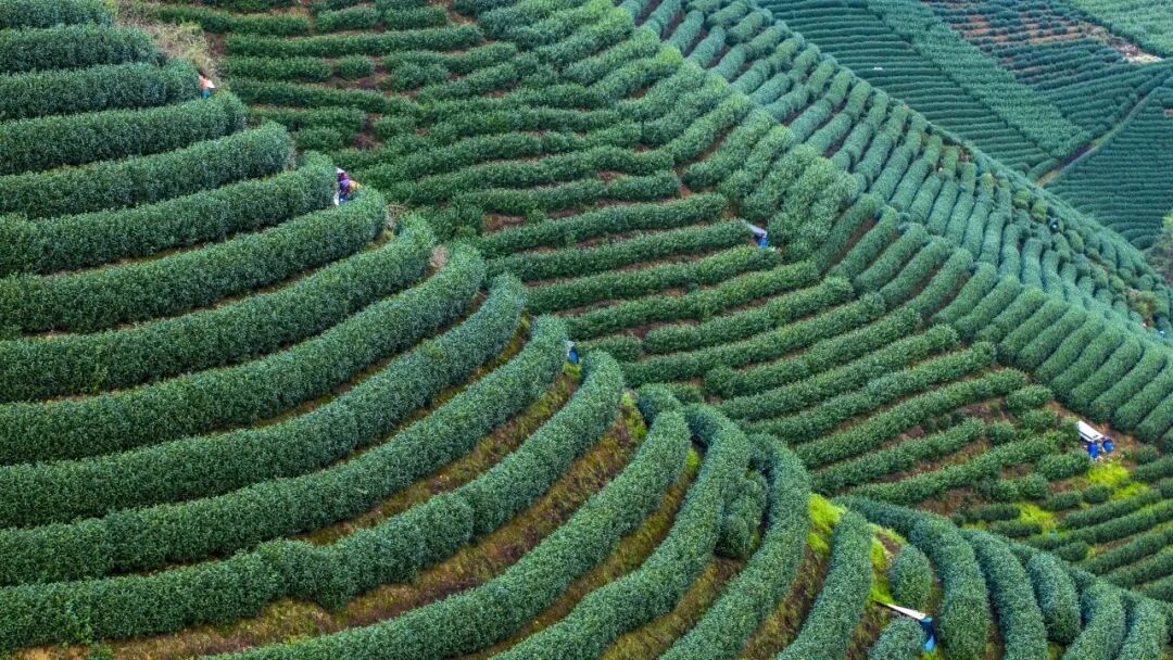 富阳银湖街道坑西村茶山.jpg