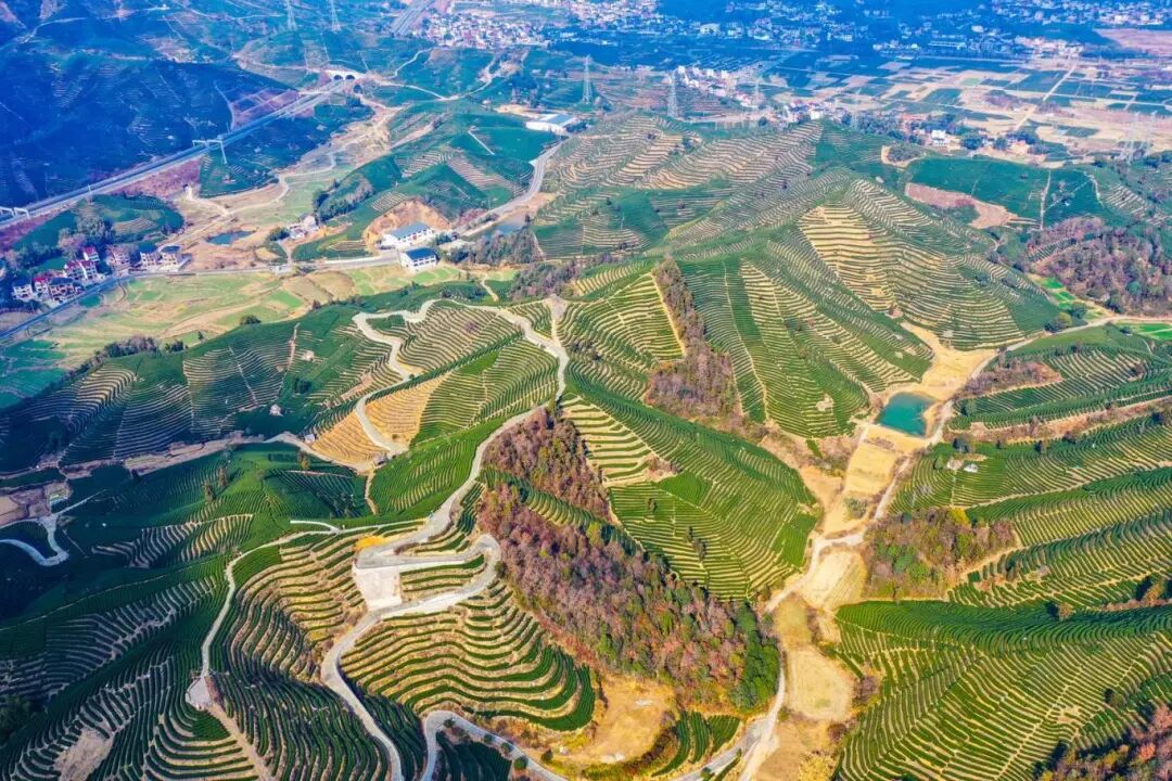 富阳春建乡茶山（包健 摄）1.jpg