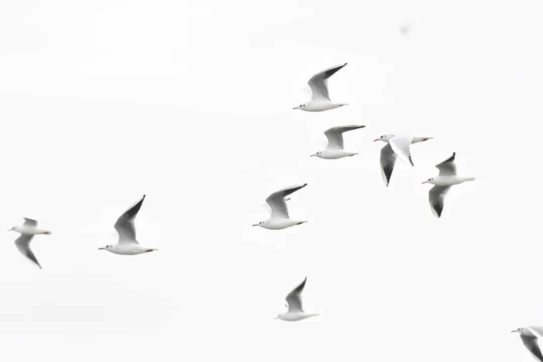 DSC_4904.JPG