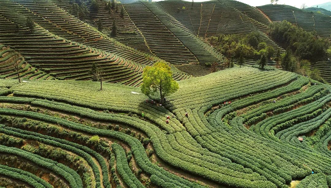 富阳拔山村茶山（姜炜 摄）.jpg