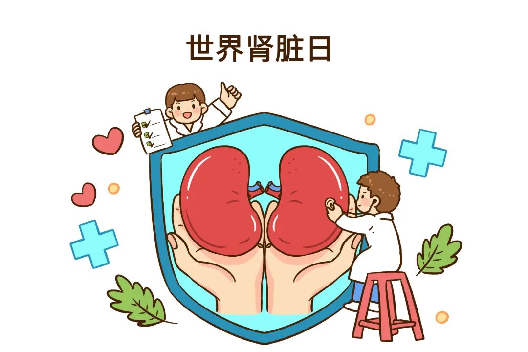 摄图网_402716485_世界肾脏日手捧肾脏器官爱护肾脏(企业商用).jpg