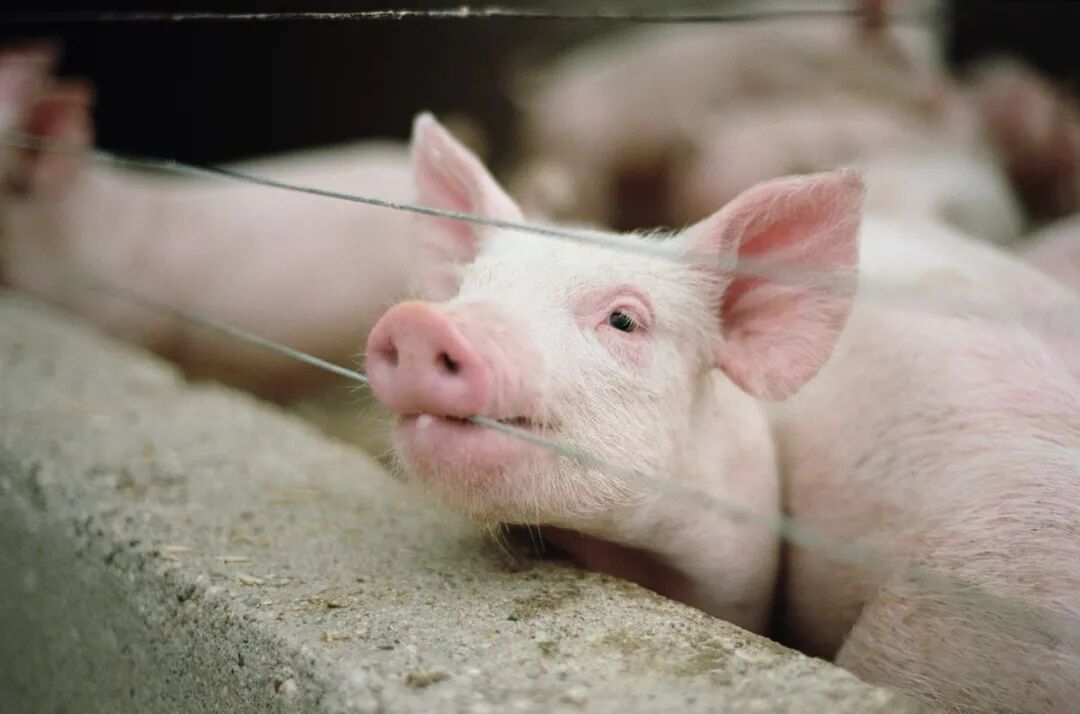 华为养猪,只是一个开始-友友