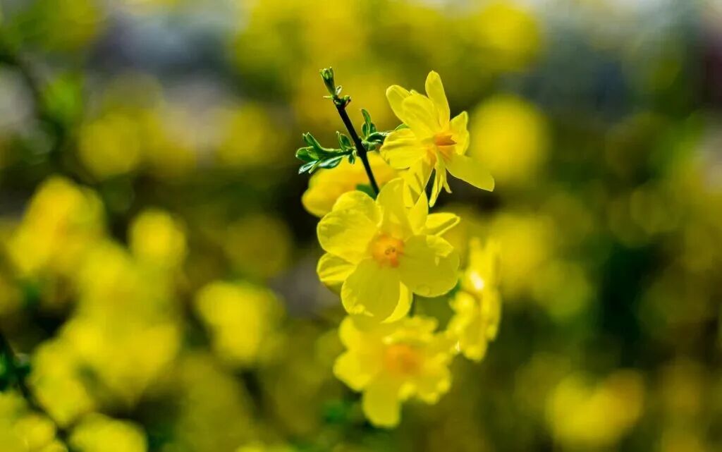迎春花摄影图__花草_生物世界_摄影图库_昵图网