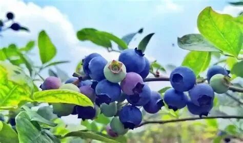 秘鲁蓝莓蝉联2020/21南半球蓝莓出口第一，云南高山蓝莓增产30%！_郑州陈氏阳光果蔬贸易有限公司