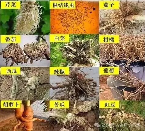 根结线虫危害大，防治要及时！ - 广西首控生物科技
