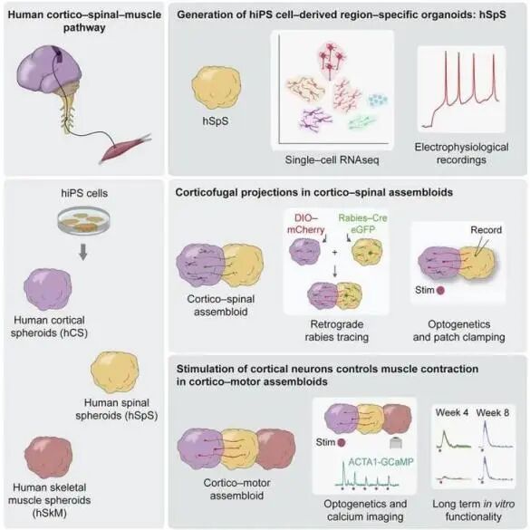 重磅丨环特脑类器官模型构建成功助力脑科学研究新时代