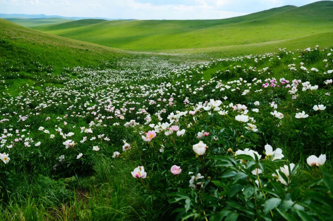 锡林郭勒盟这些景区营业了！优惠多多，选择心仪的景区