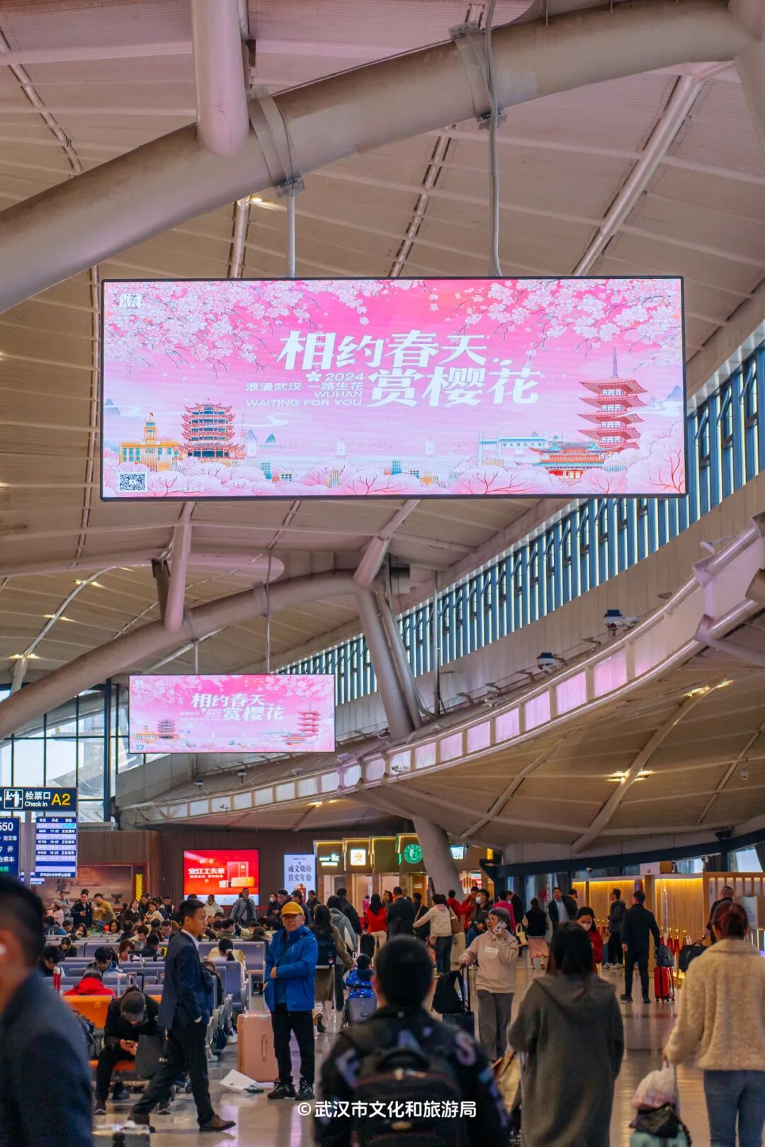 大雨之后武汉的樱花还好吗