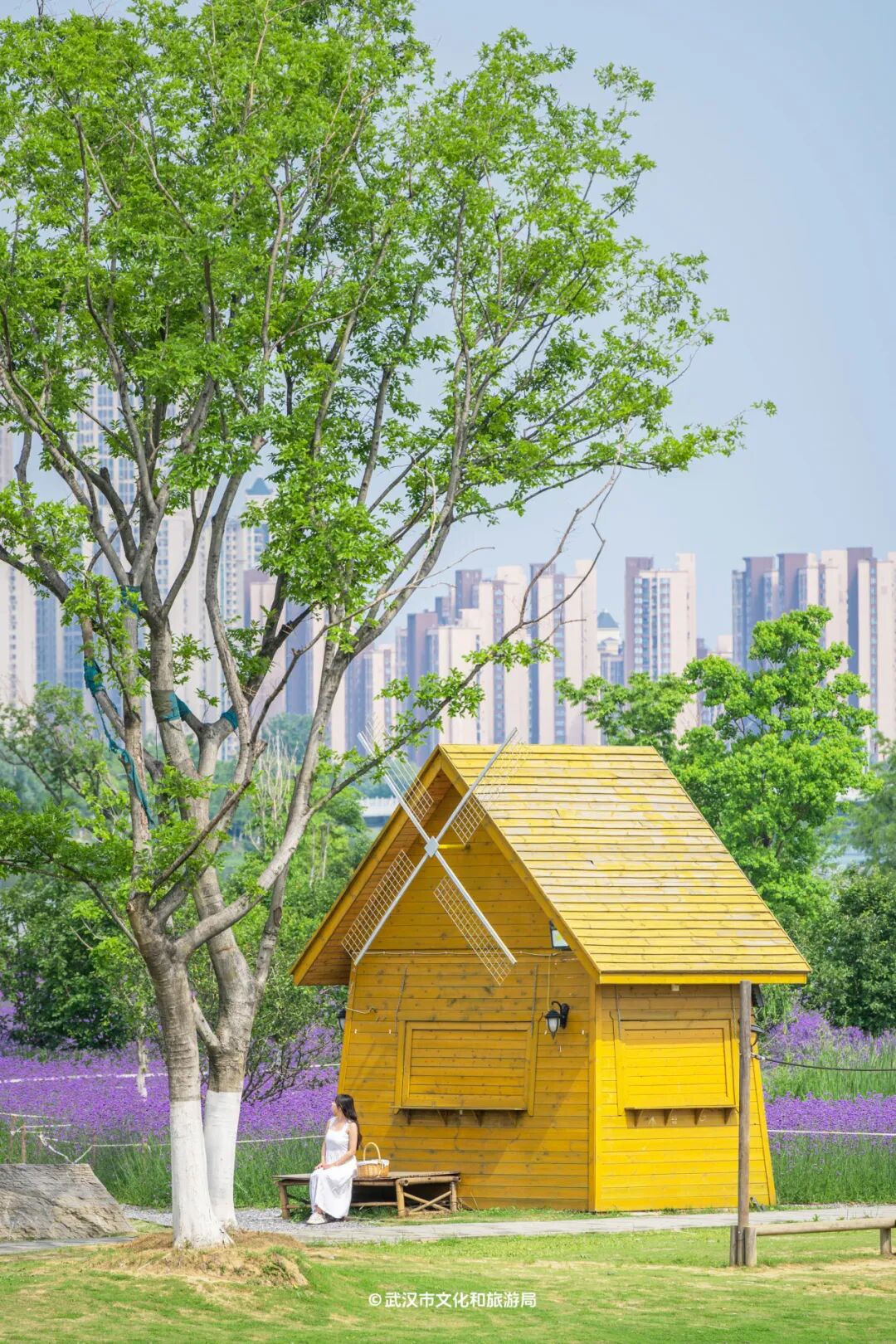 月见草也开得漂亮人少,静谧,宜露营野餐△摄影:欧阳小洁武汉园博园