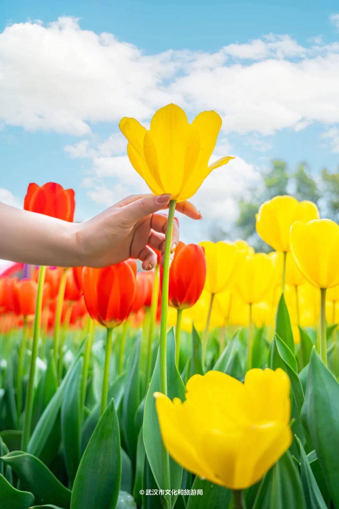 快来打卡武汉这里郁金香盛放花期还剩10天