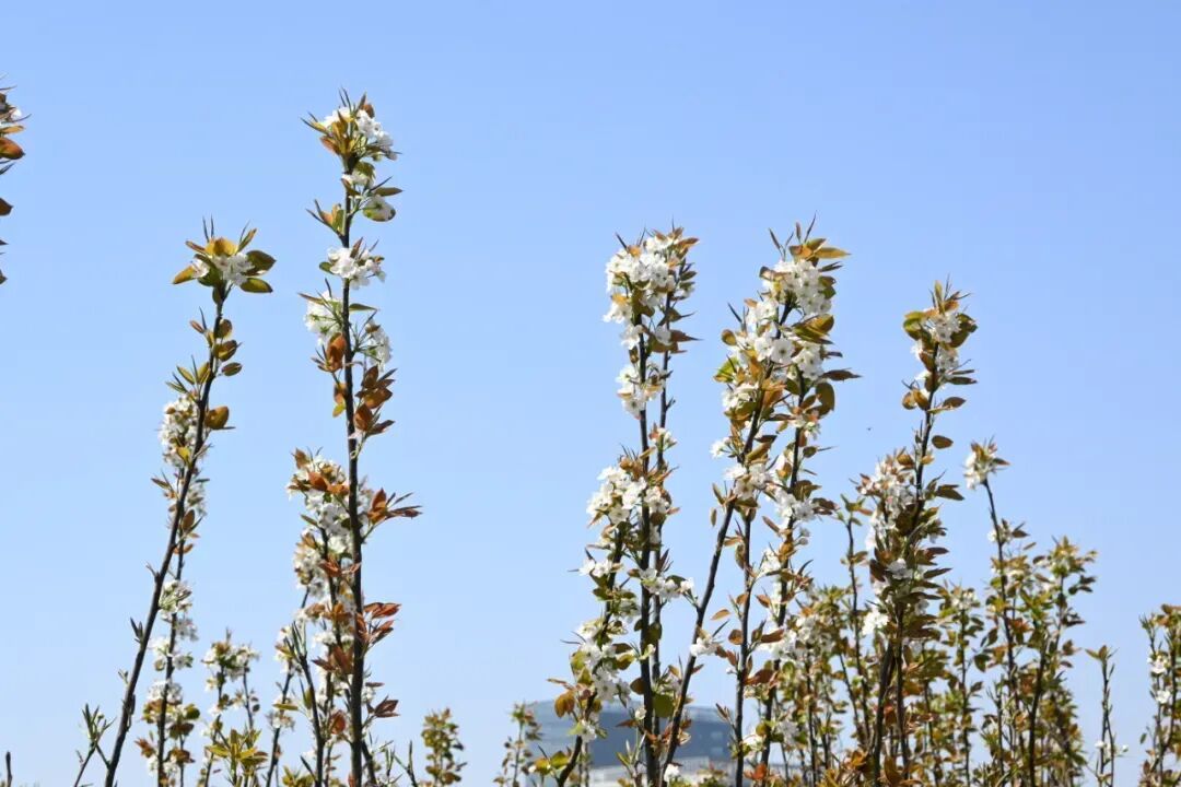 男士洋氣時尚貂皮服裝圖（男士貂皮搭配什麽褲子圖片）