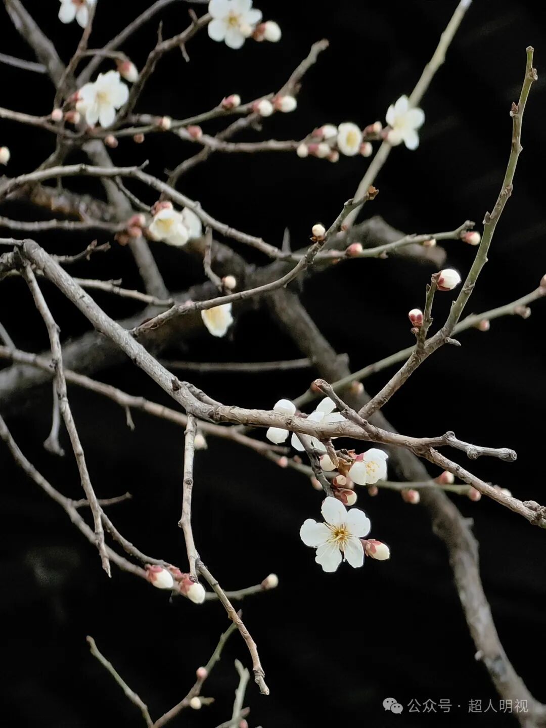 彩超伪像是什么超声伪像_https://www.jmylbn.com_新闻资讯_第12张