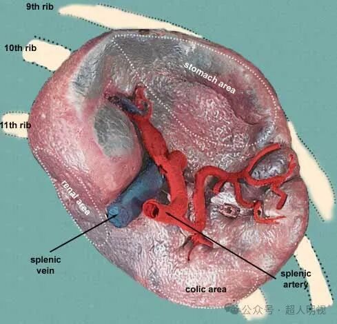 就是脾肿大。事实上，脾脏名堂可多了。请看：一、脾脏解剖 1，血管分布