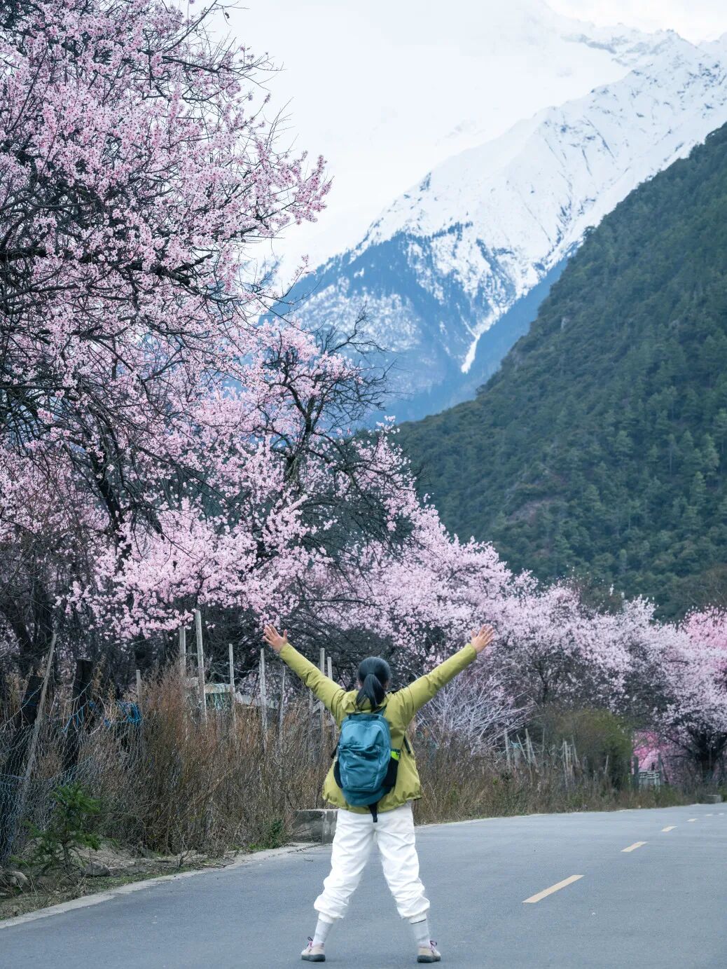 有直飞有高铁！花海美过新疆日本！这座小城凭什么荣登“春日旅行天花板”？