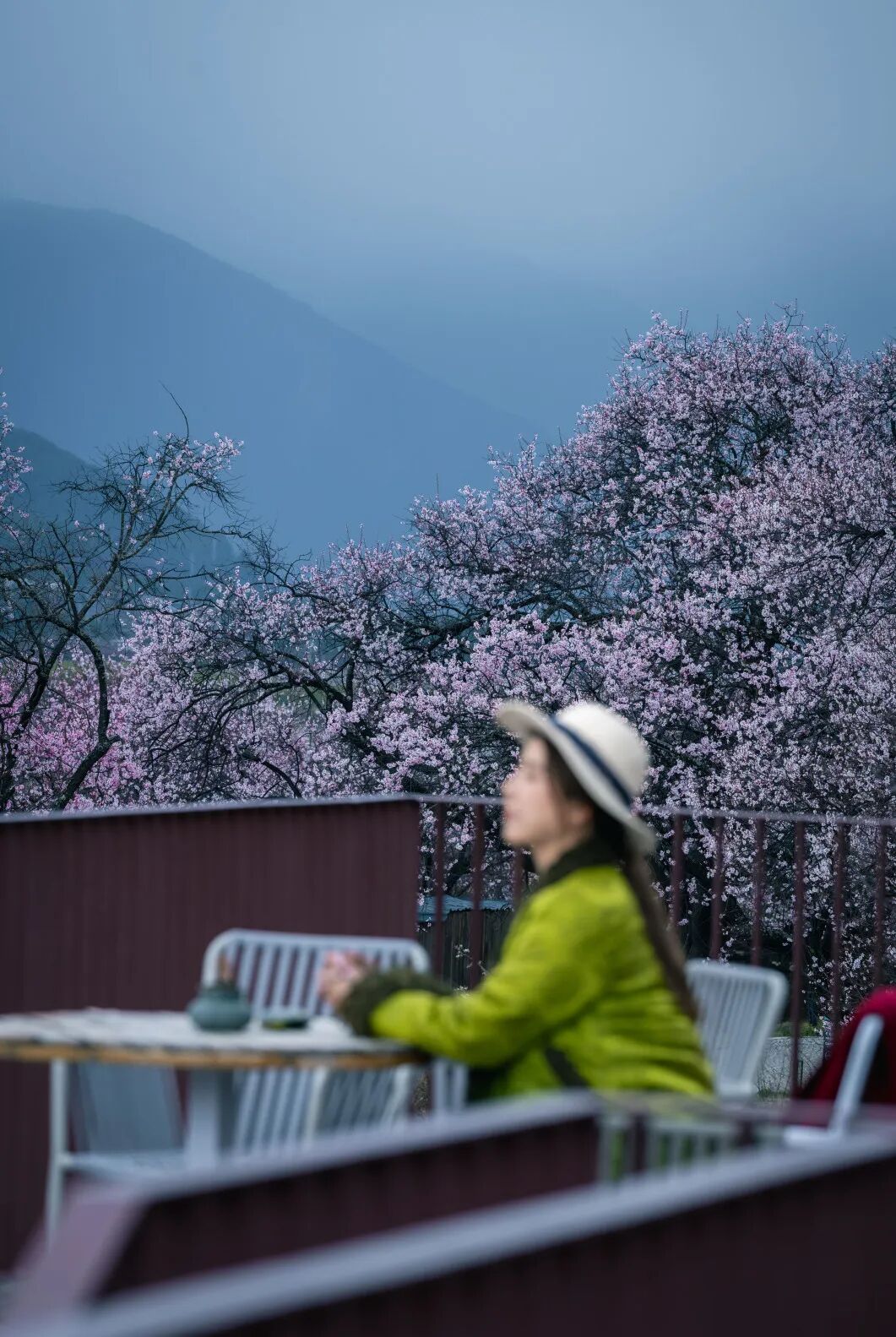有直飞有高铁！花海美过新疆日本！这座小城凭什么荣登“春日旅行天花板”？