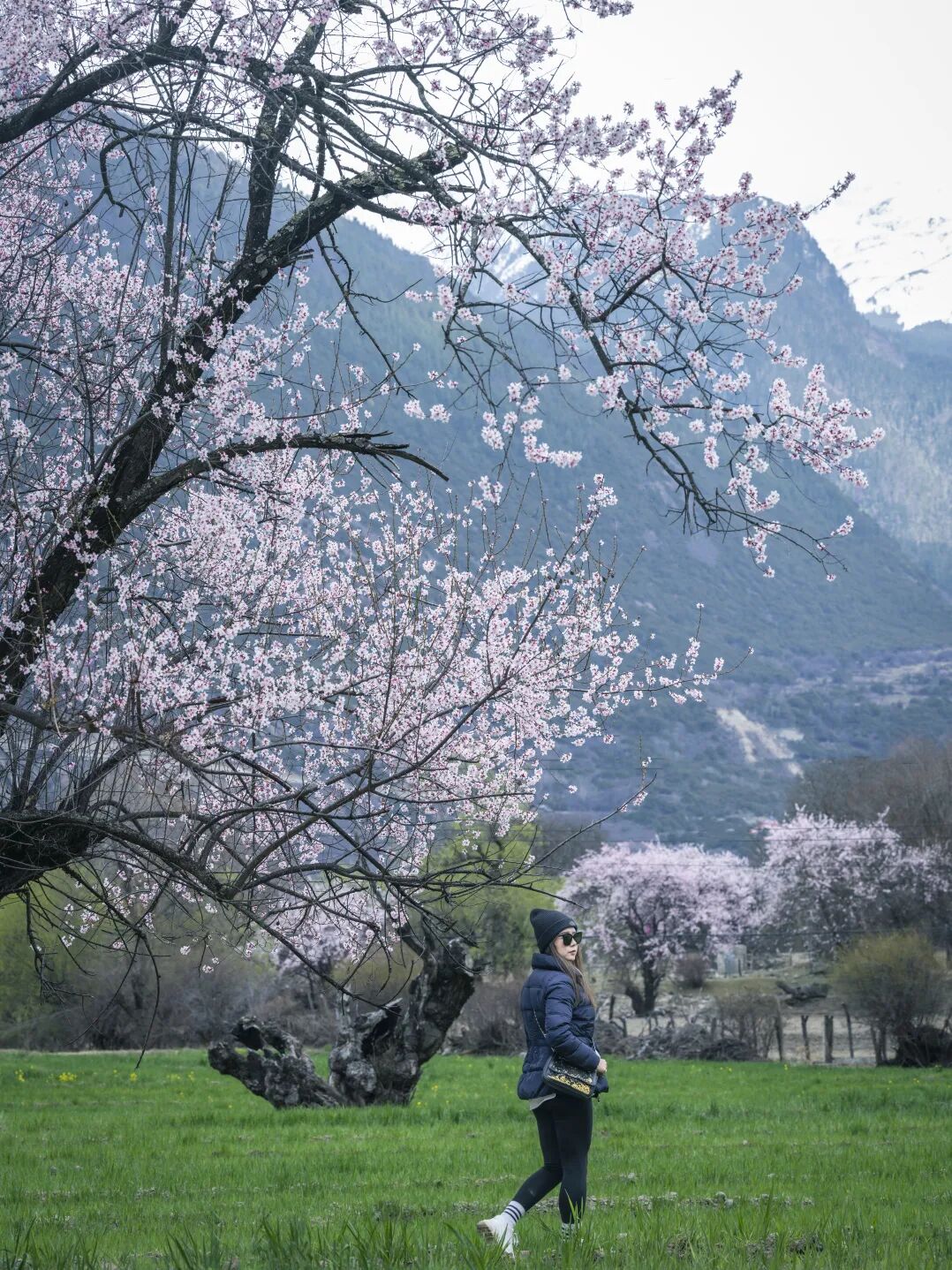 有直飞有高铁！花海美过新疆日本！这座小城凭什么荣登“春日旅行天花板”？