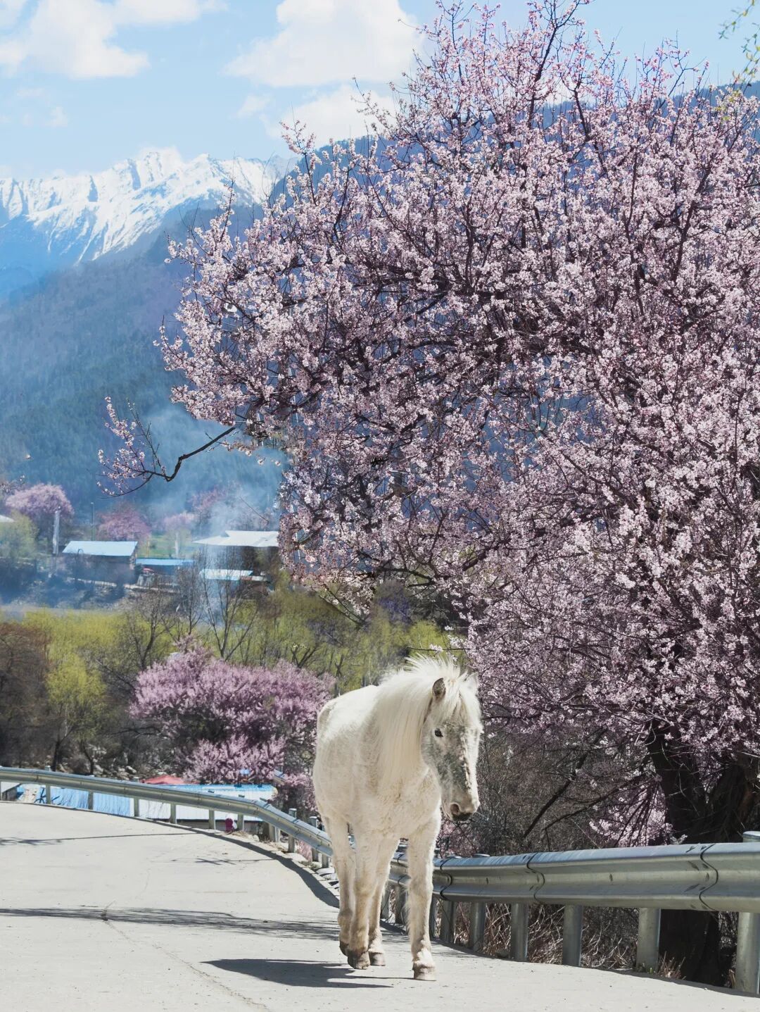有直飞有高铁！花海美过新疆日本！这座小城凭什么荣登“春日旅行天花板”？