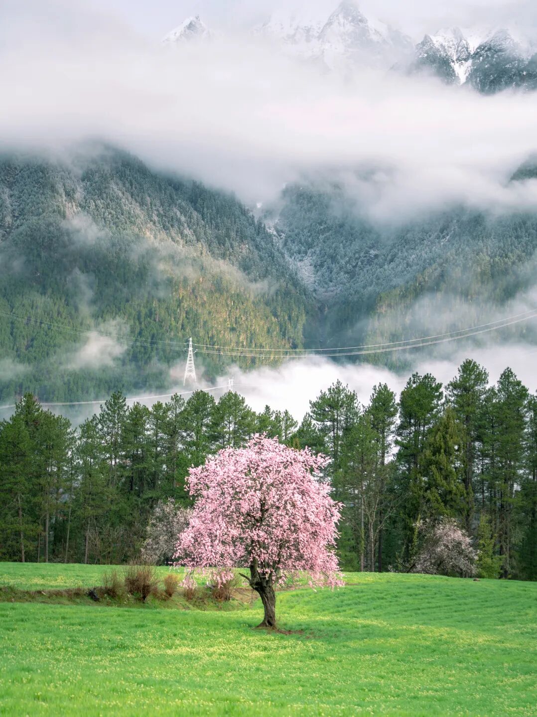 有直飞有高铁！花海美过新疆日本！这座小城凭什么荣登“春日旅行天花板”？