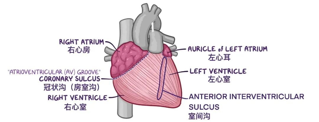 温故而知新：心脏解剖学基础