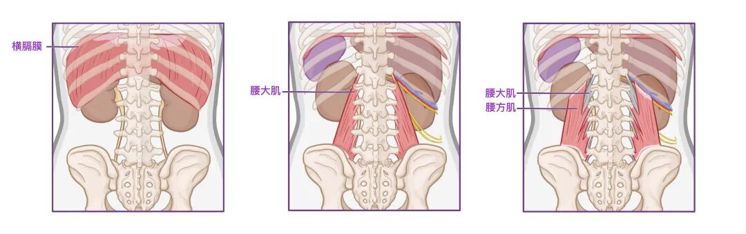 肾旁边是什么器管医学科普 ｜ 认识器官——肾脏篇_https://www.jmylbn.com_新闻资讯_第6张