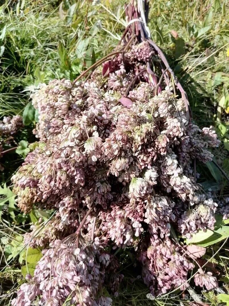 岷当归种子，三年生当归籽，一手货源