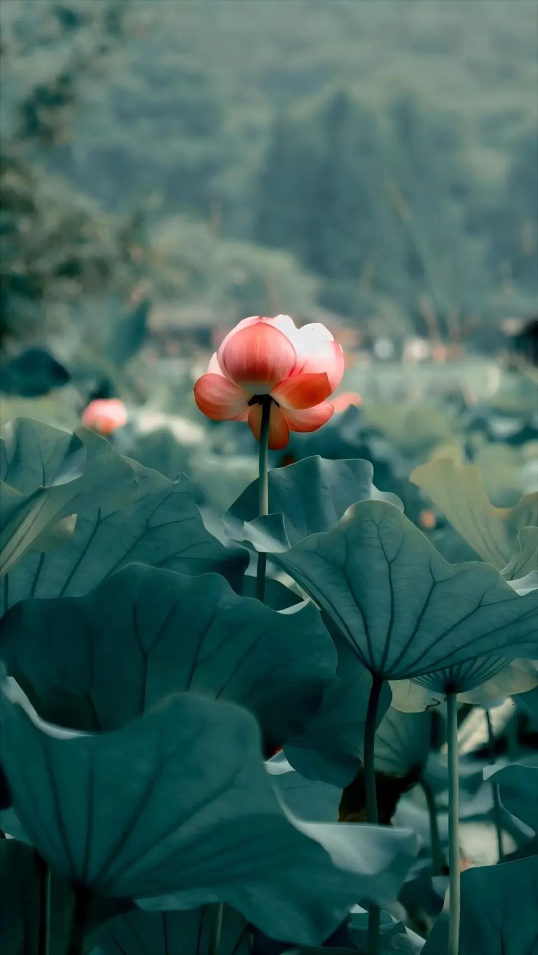 承唐分公司南湖收费站  齐景健  摄影《荷花》.jpg