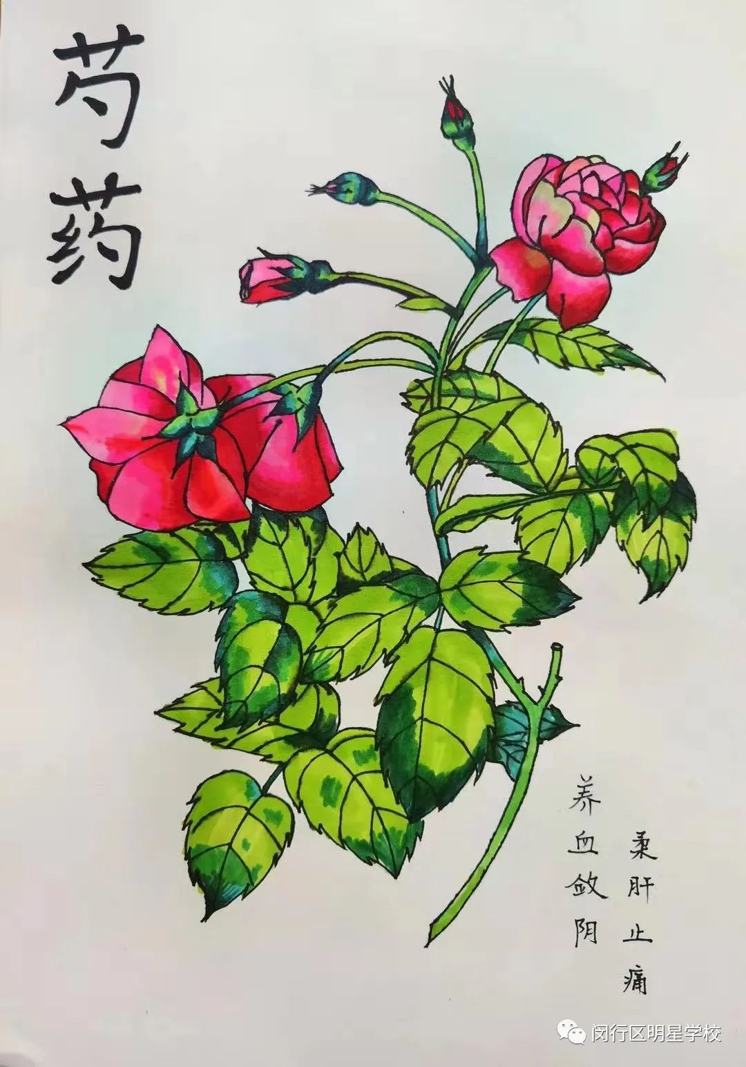 绘本草之美,吟方歌之趣67——明星学校暑期"晶城杯"中医药文化科普
