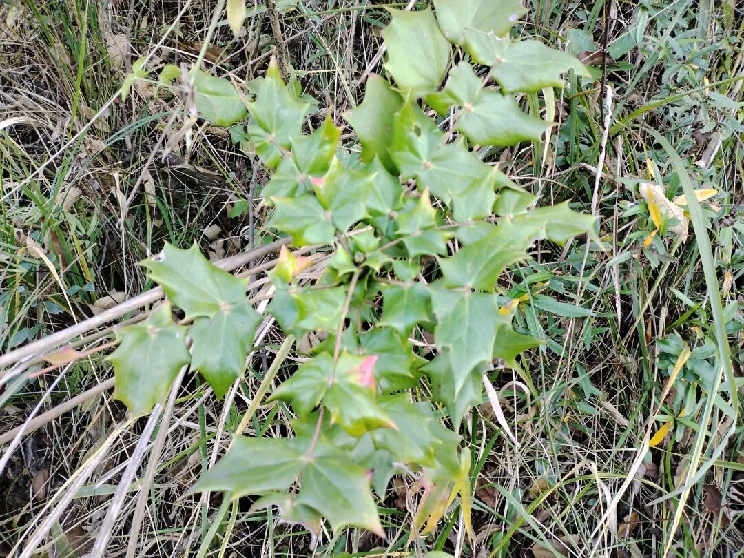 有诸多功效,能清热解毒,消肿,故又叫刺黄柏