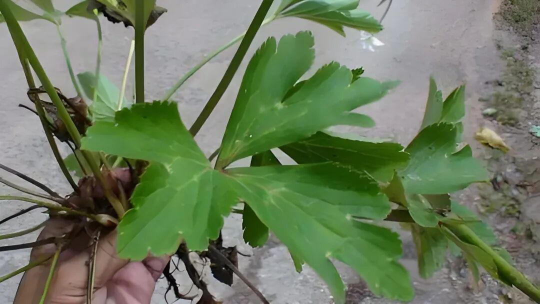 虎掌草为传统的中药材,常用于治疗咳嗽,咽喉肿痛等症状