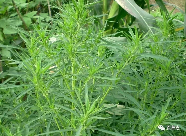盘点农村常见药食同源类野菜