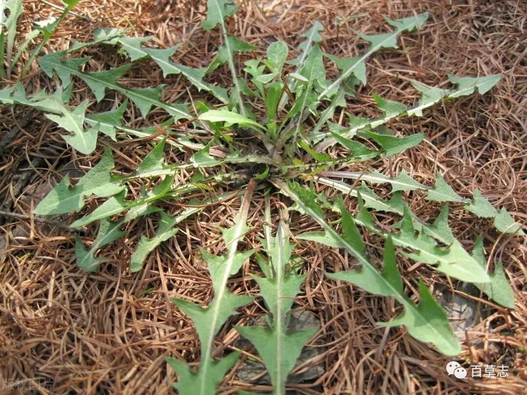 药用价值较高,可以治疗厌食,养胃,利小便,可明目,治疗血淋和痔瘘.