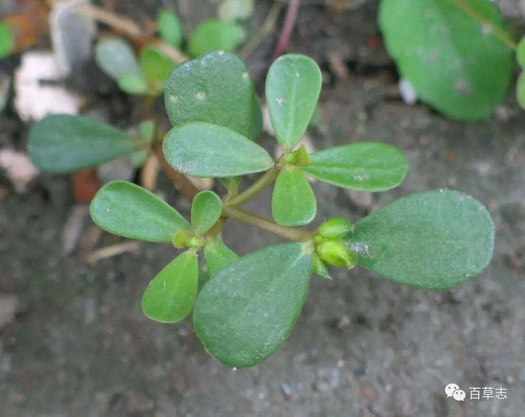 盘点农村常见药食同源类野菜