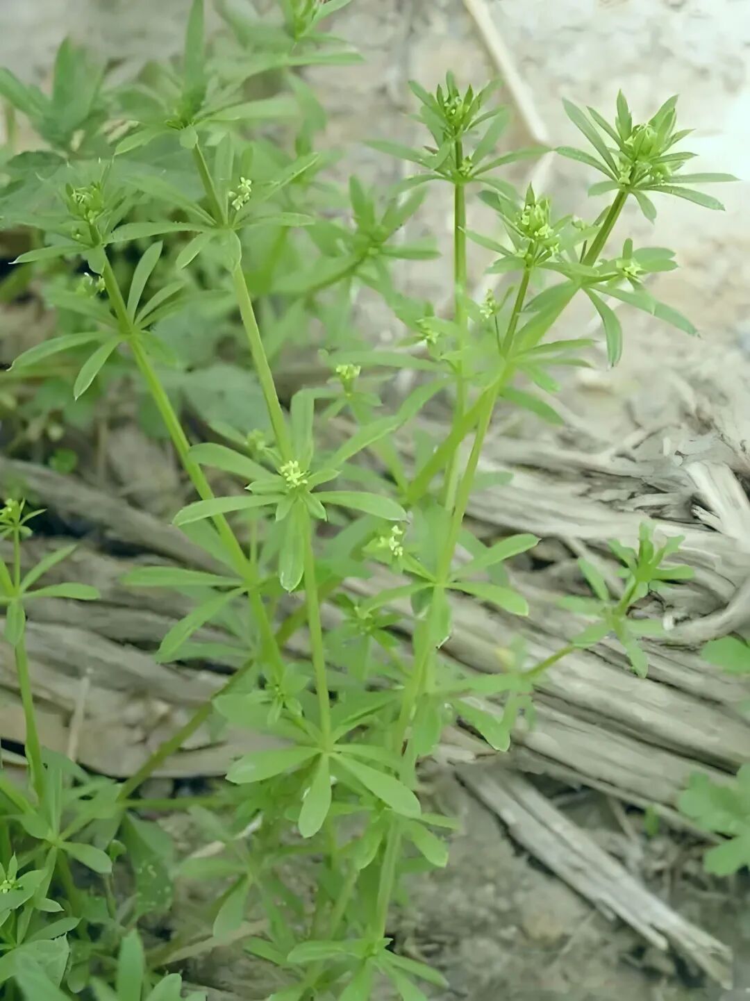 然而,拉拉藤也是一种恶性杂草
