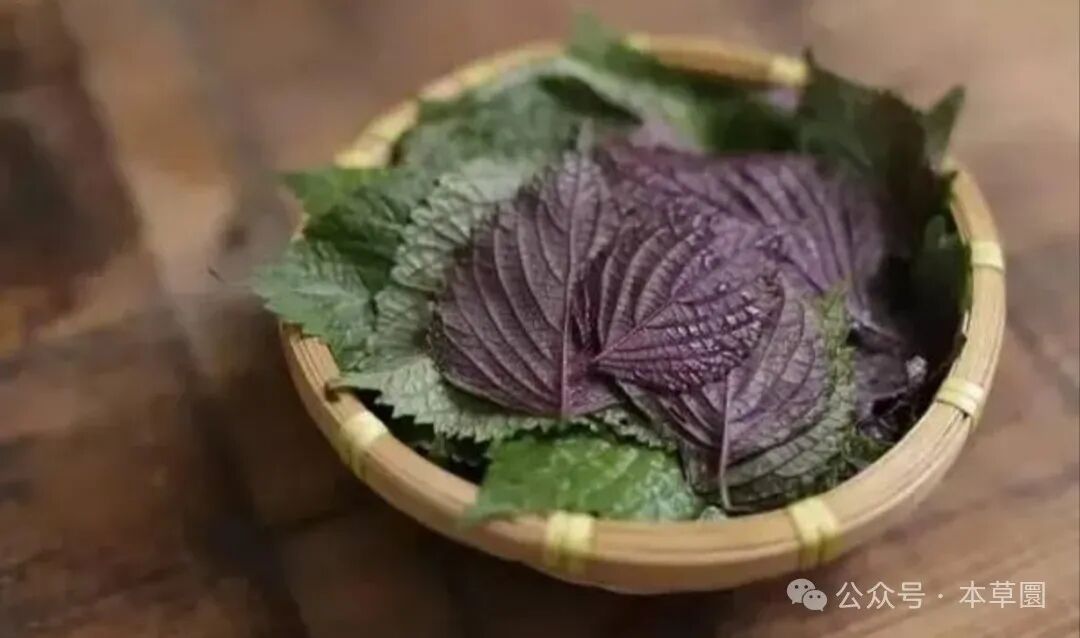 紫苏紫苏不仅是一种本草更是美食界的绝绝子