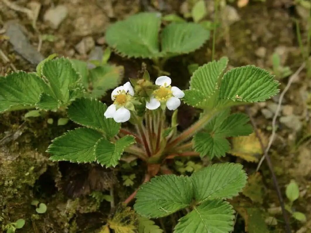 白草莓,又叫"白泡儿",成熟时洁白如玉,全草皆可入药