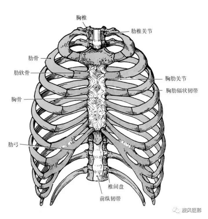 肋的解剖及影像学表现