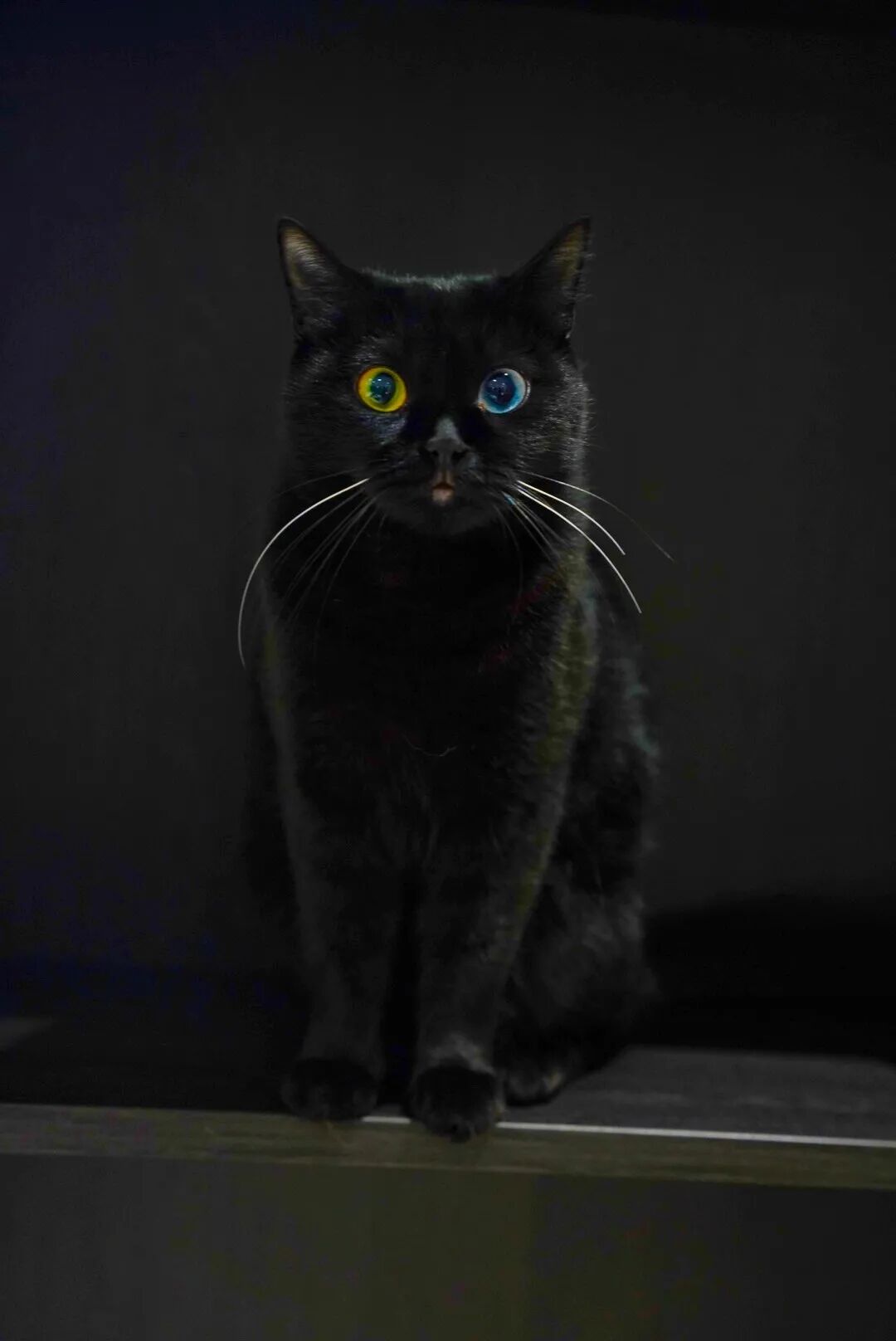 通白,只尾巴橘色,古代猫谱雅称为:金簪插银瓶,更稀奇的是还有蓝黄异瞳