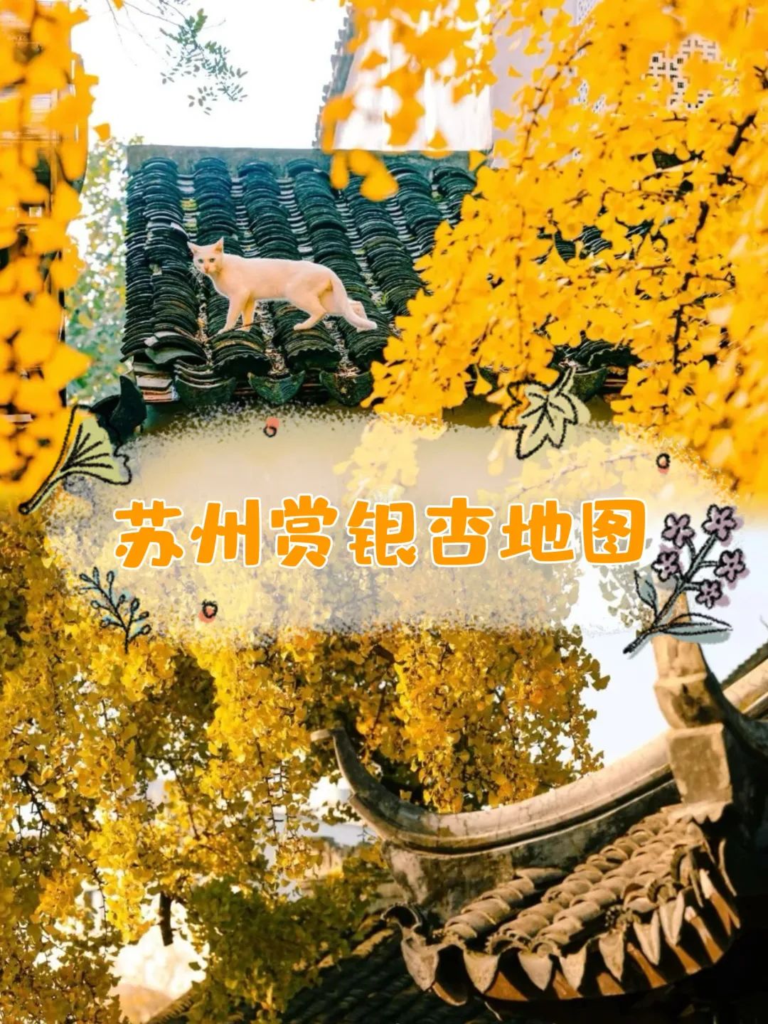 苏州看银杏的地方,12月份苏州赏银杏地图来了，银杏已黄90% %uFF0C仿佛油画一般，拍照..