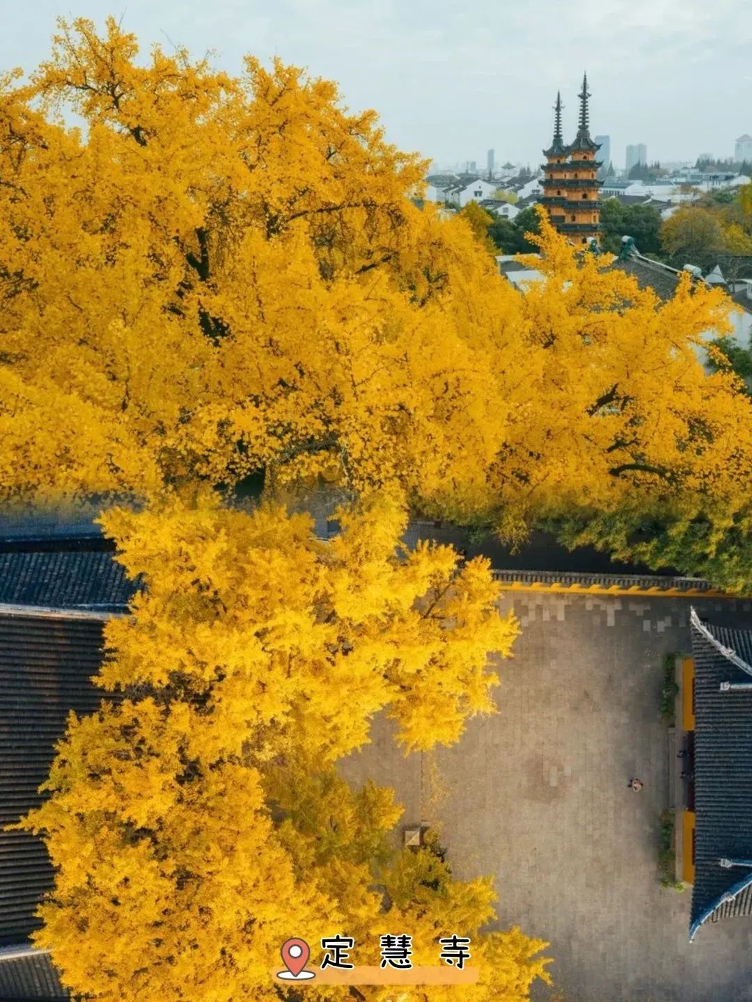 苏州看银杏的地方