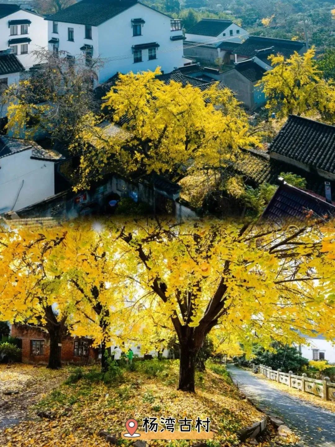 苏州看银杏的地方