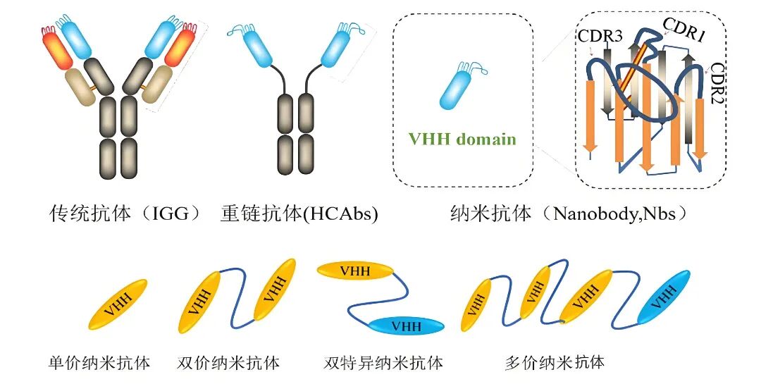 纳米抗体清晰图.jpeg