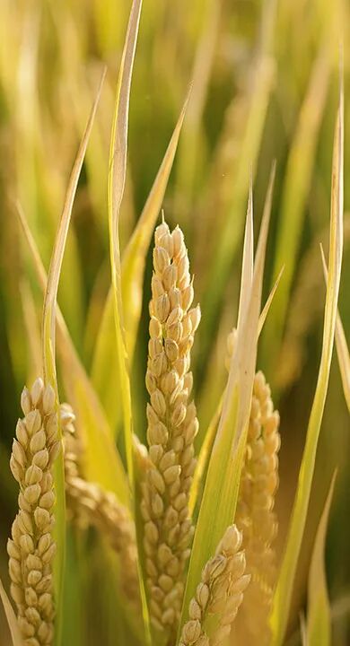 小说变现新途径：AI技术助力短视频内容创作