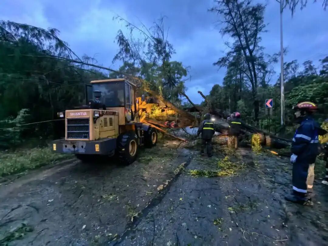 台山市清理倒伏树木.jpg