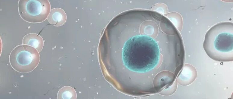 干细胞治疗,回输的细胞数量越多越好？