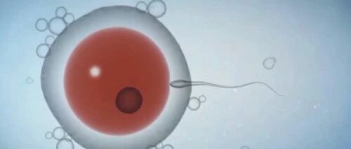 癌细胞中，是否隐藏着人类永生的密码？干细胞为何是人体长寿的关键？